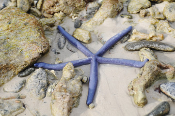 Blue starfish