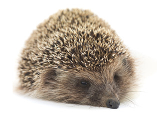 European hedgehog on white background