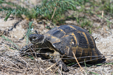 European bog turtle (emys orbicularis)