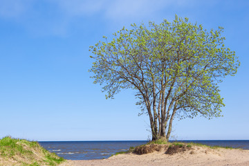 Fototapeta na wymiar blooming tree on the seashore