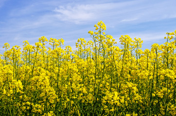 Obraz premium flowering field of rape in spring