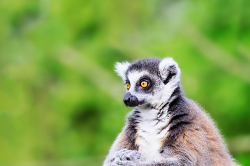 Fototapeta premium Lemur Catta Photo