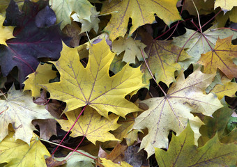 autumn