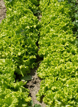 Bio green salad field detail