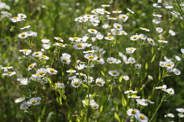 meadow, grass, flowers