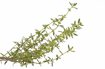 Thymian