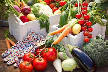 Fresh and organic vegetables in the garden