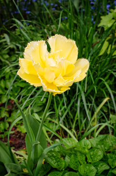 yellow fringed  tulip 'Exotic Sun'