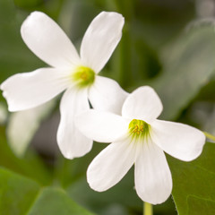 Couple of white flowers macro
