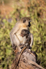 monkey