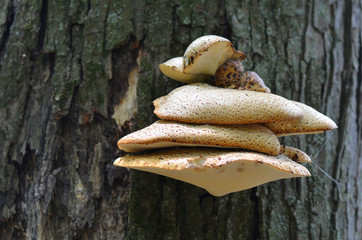 Tree Fungus