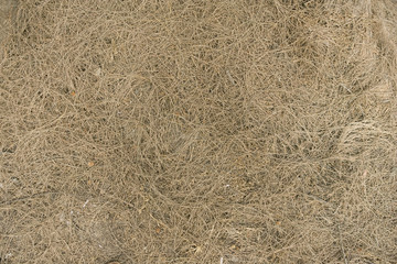 Dry Leaf pine texture, background