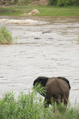 Wild elephant in South Africa