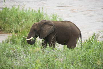 Naklejka na ściany i meble Wild elephant in South Africa