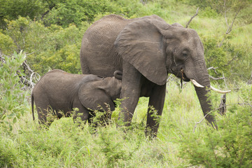 Naklejka na ściany i meble Wild elephants in South Africa