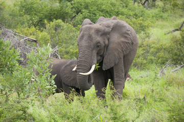 Fototapeta premium Wild elephants in South Africa