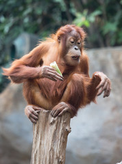 Orang Utan auf einem Pfahl