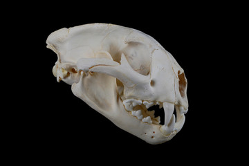 Cougar Skull