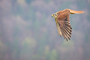 Kestrel varied bird