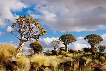 Fototapete Rund Landschaft von Namibia, Köcherbaum (Kokerboom) Wald © Iuliia Sokolovska