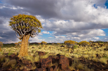 Landscape of Namibia, quiver tree (kokerboom) forest