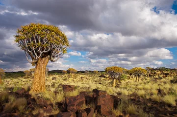 Gordijnen Landschap van Namibië, kokerboom (kokerboom) bos © Iuliia Sokolovska