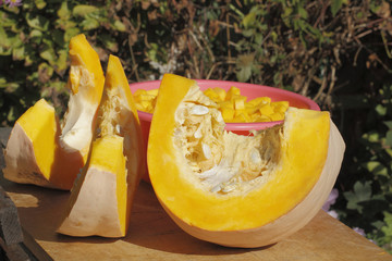 Kürbis (Cucurbita maxima)