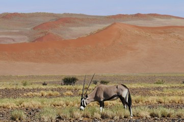 Fototapeta na wymiar Oryx (oryx gazella) vor Sanddünen im Sossusvlei
