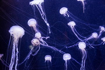 Beautiful jellyfish moving slowly in aquarium in Dubai