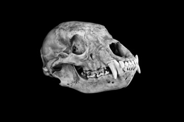 Obraz premium Black Bear