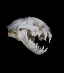 Fototapeta premium Bobcat Skull