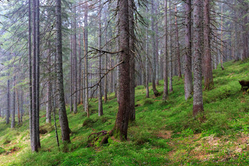 Fototapeta na wymiar wild forest