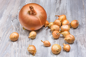onion on wooden background.