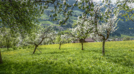 blühende Obstbäume Panorama in HDR