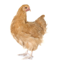 poulet Orpington