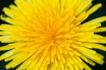 Closeup of the blooming yellow dandelion flower