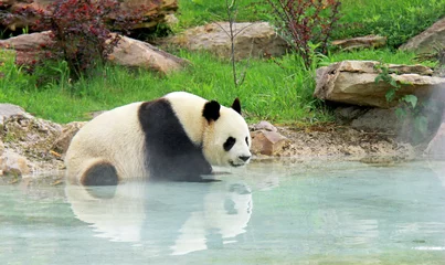 Fotobehang Panda Reuzenpanda stoombad