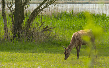 Deer on the shore of a lake in spring