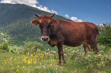 cow