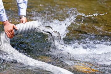 鮎の放流