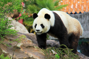 Obraz na płótnie Canvas Un panda géant en captivité