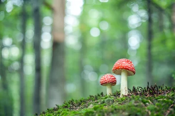 Foto op Canvas mushroom © Ivan Kmit