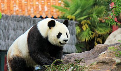 Obraz premium Un panda géant en captivité