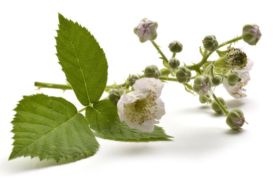 Rubus ulmifolius Mittelmeer-Brombeere Ежевика вязолистная