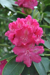 Rododendrony w ogrodzie - obrazy, fototapety, plakaty