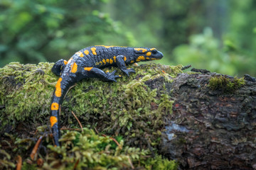salamander