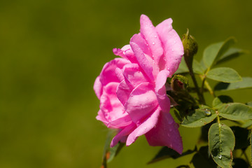 the pink rose in the garden