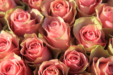 Pink roses in a bridal arrangement