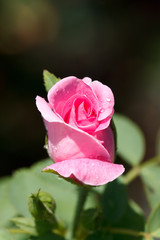 the pink rose in the garden