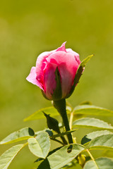 the pink rose in the garden